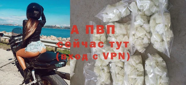 прущие грибы Надым